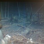 Samsung T240 showing yellow and blue vertical lines